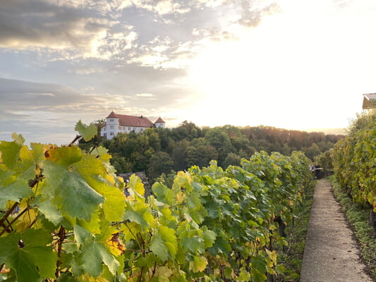 Kräuter und Wein 