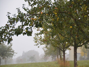 Obstsortengarten