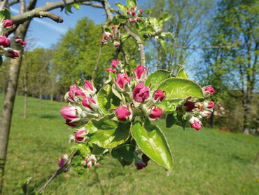 Obstsortengarten